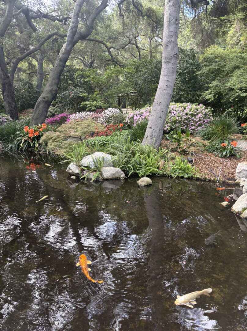 Camelias And Azaleas At Descanso Gardens