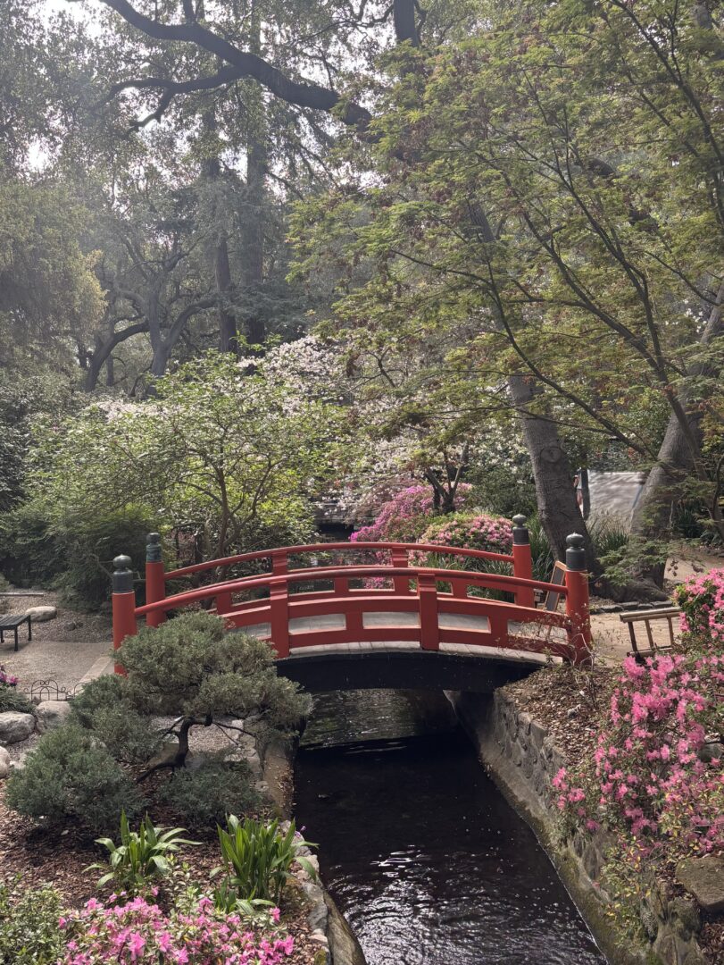 Camelias And Azaleas At Descanso Gardens