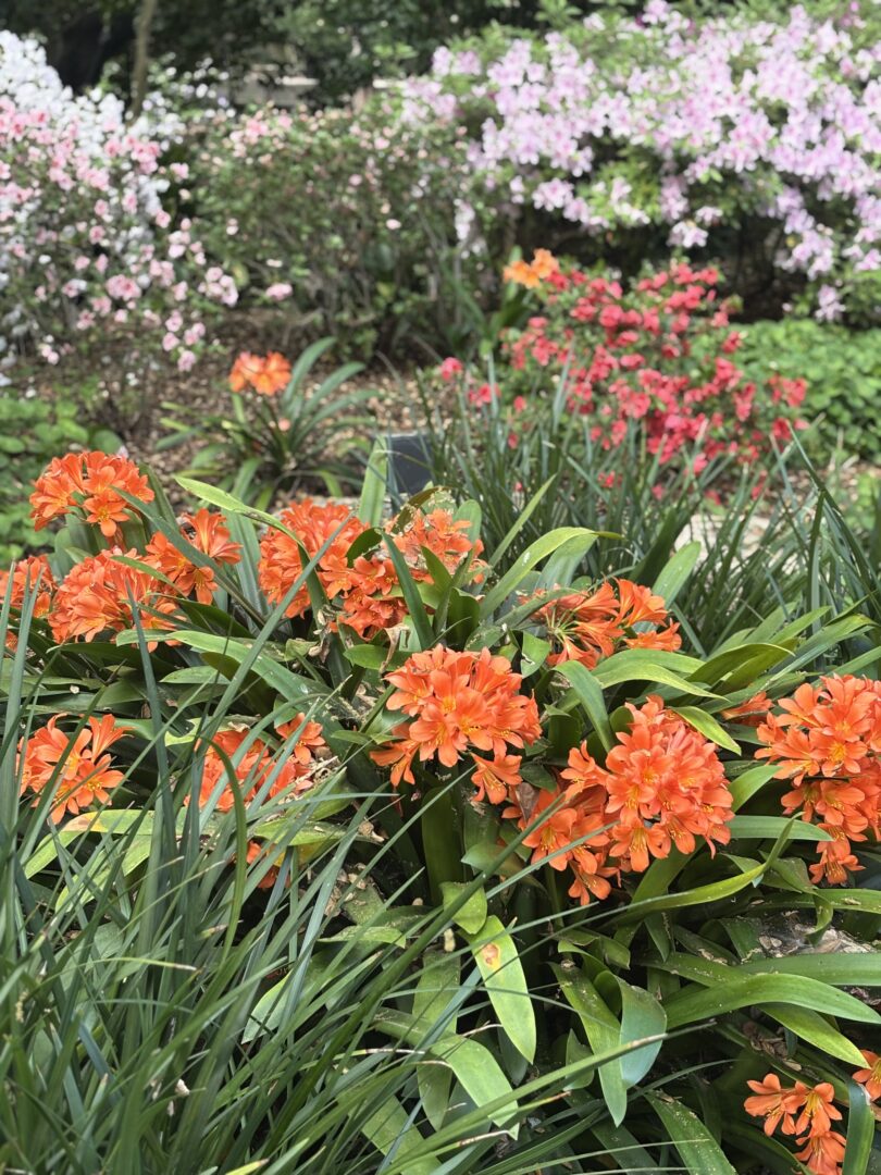 Camelias And Azaleas At Descanso Gardens