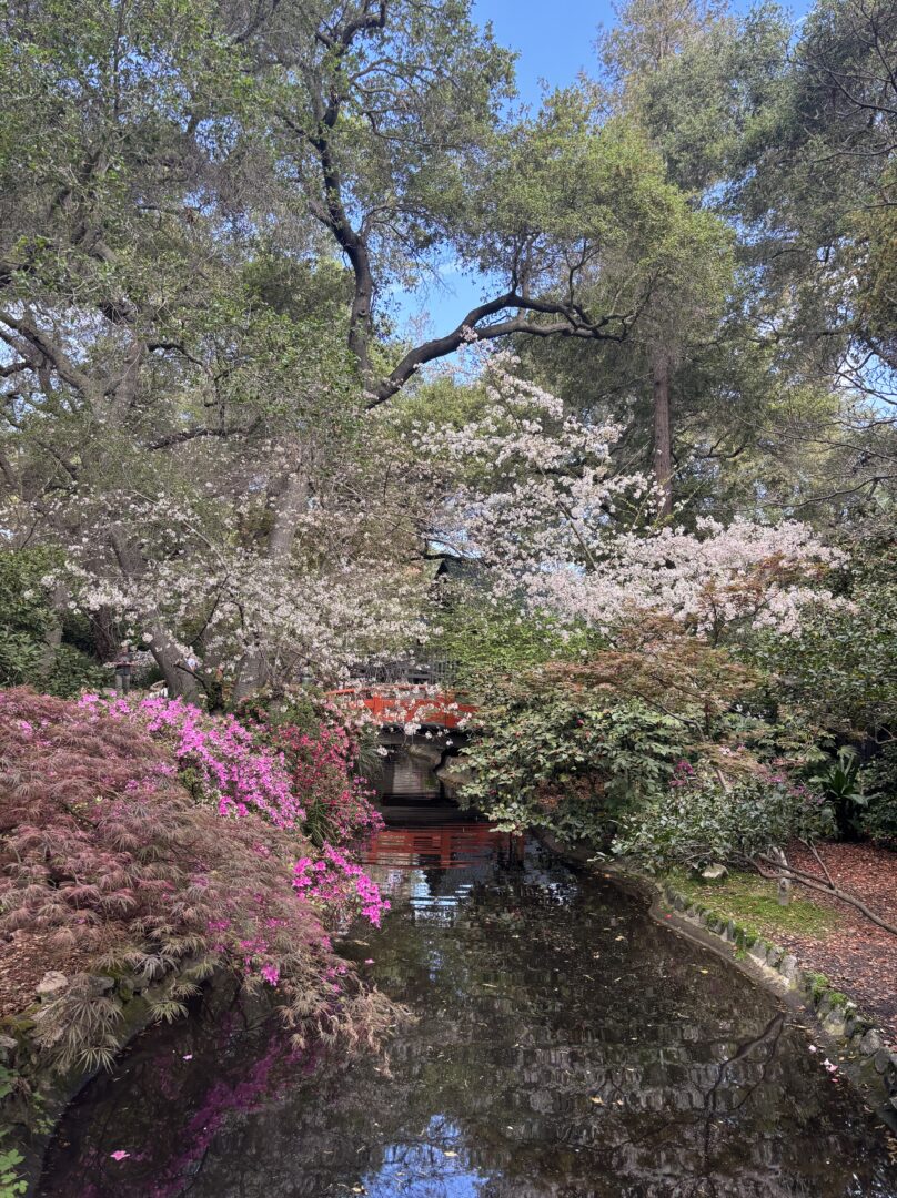 Camelias And Azaleas At Descanso Gardens