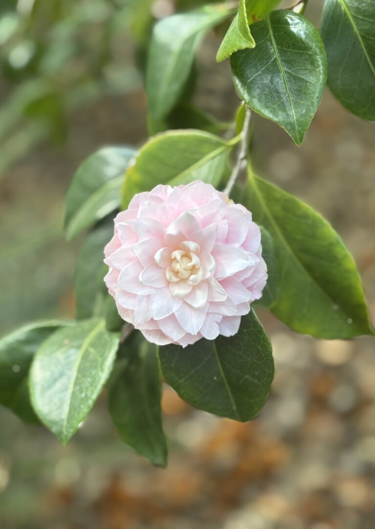 Camelia in Descanso Gardens