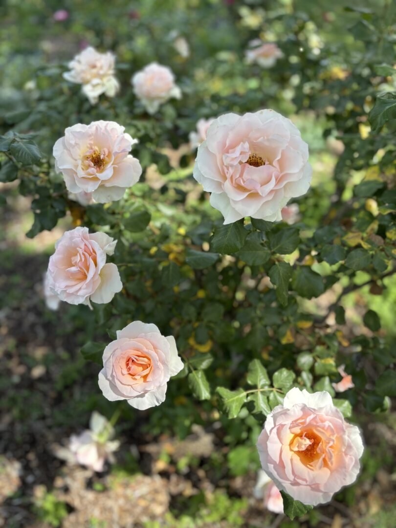 Roses in Descanso Gardens