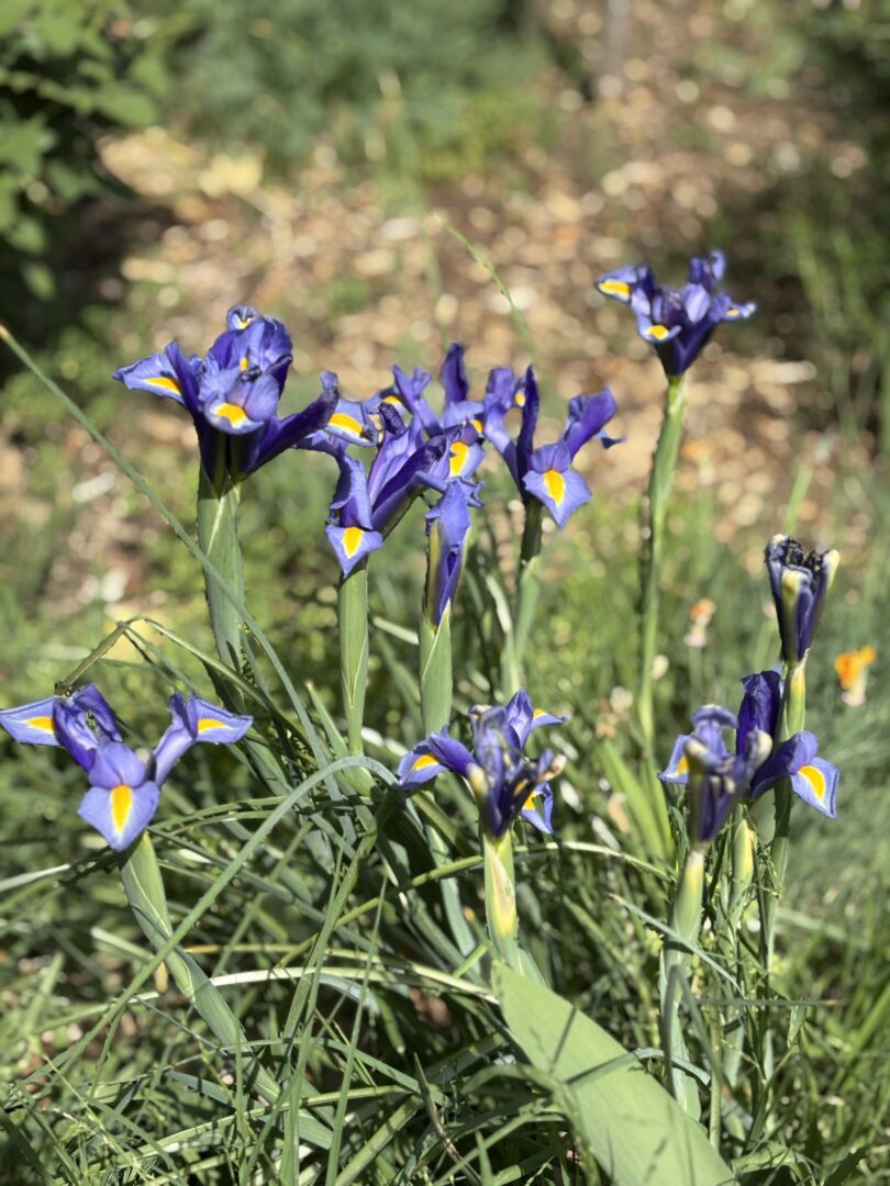 Irises in Descanso Gardens