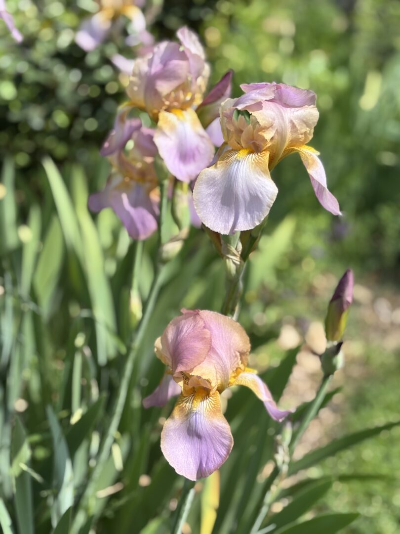 Irises in Descanso Gardens