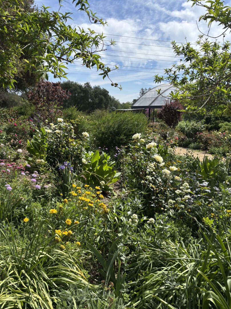 Roses in Descanso Gardens