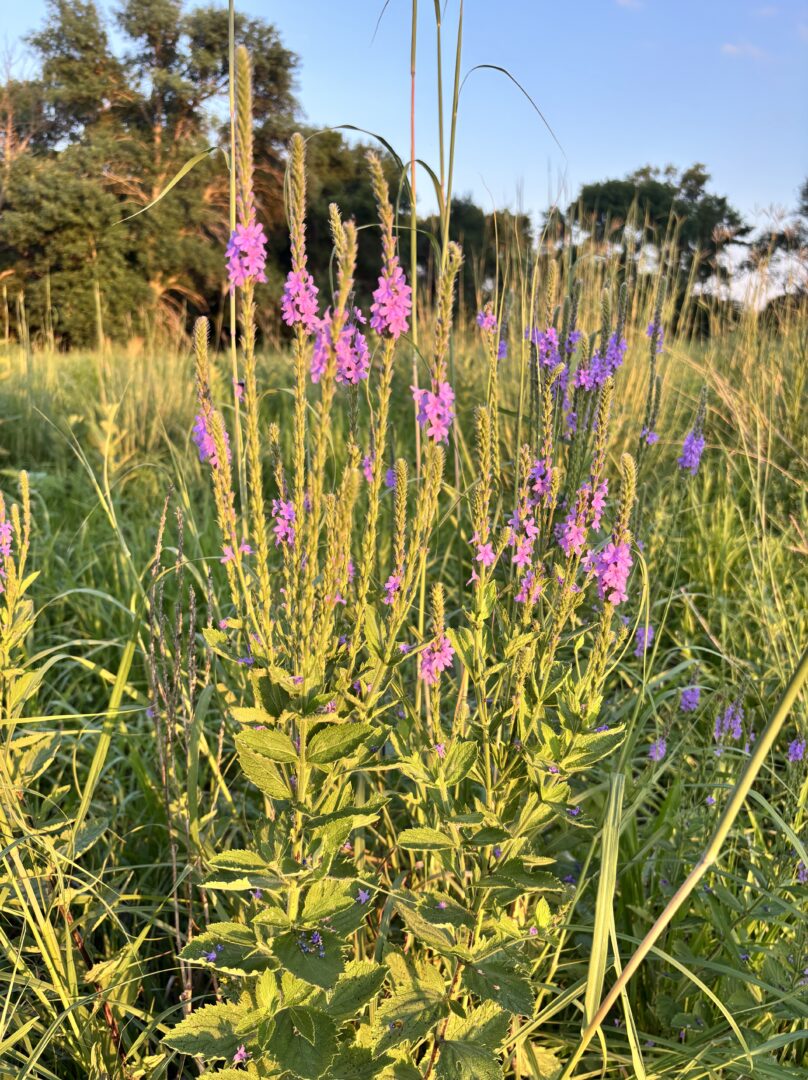 Wildflowers at Plum Creek Wildflowers at Plum Creek